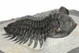 Coltraneia Trilobite Fossil - Huge Faceted Eyes #189853-3